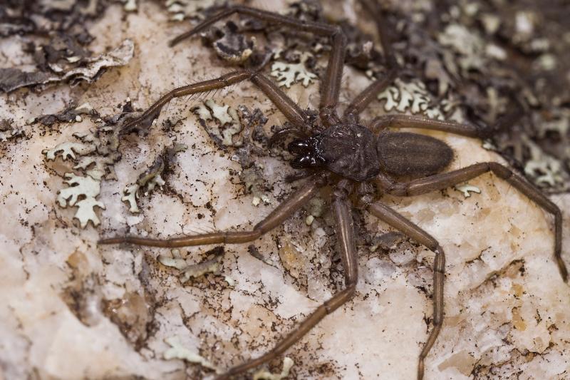 Hemicloea_ZZ420_D5787_Z_88_Mount Cooke_Australie.jpg